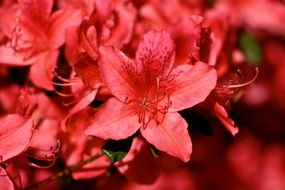 wonderful flower colors