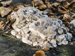 Fungus on the stump