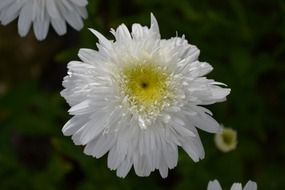 daisy white flower