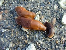 brown snails