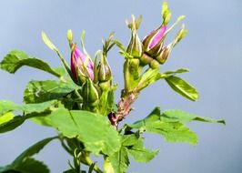 closed wild rose buds