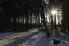 forest snow sun lights shadows winter view