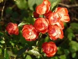 Rose buds bouquet