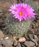 pink flowers on a cactus in nature