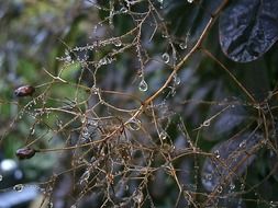 wonderful branches with raindrop