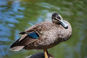 brown duck is basking in the sun