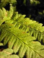 closeup of light green fern leaves