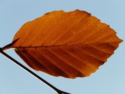 extraordinarily beautiful lonely leaf