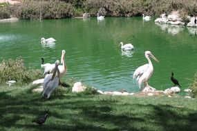 flock of white pelicanss on pond
