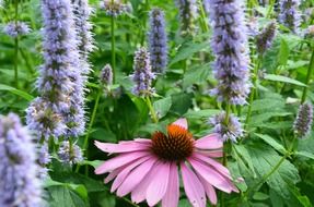 echinacea and sun hat flowers on meadow