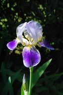 iris flower with green leaves