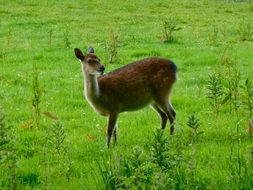 wild reindeer