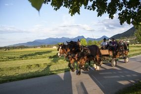 people riding horse driven carriage on road