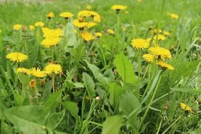 blooming dandelions on the agricultural field