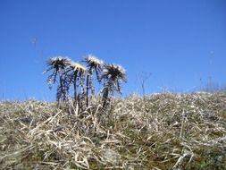 dry thistle on the field