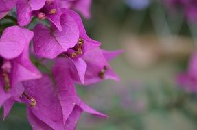 purple bougainvillea in dew close-up