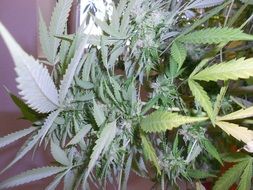 green marijuana