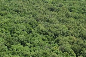 top view of forest with green trees