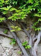 ivy, climbing plant with green leaves