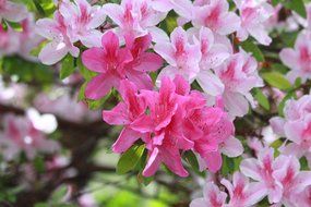 rhododendron flowers