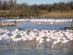 lot of flamingos in the water