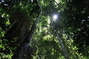 sunlight through the dense crown of trees