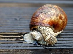 crawling snail close up