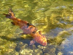 fish in a transparent water