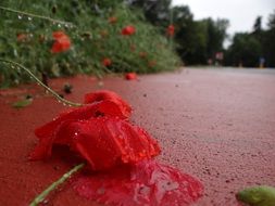 red poppy lies on a red asphalt road