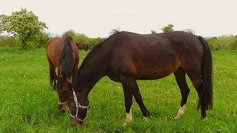 horses pasture graze animal nature