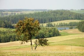 Rowan tree and lake landscape