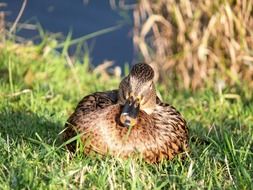 duck lying in the green grass