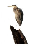 Blue heron on the wood