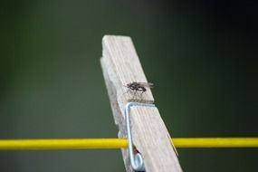 a fly on a clothespin on a blurred background