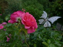 pink rose summer flower with butterfly closeup