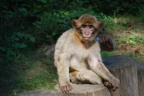 Portrait of barbary ape