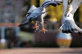 two pigeons taking off