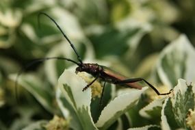 beetle with a long mustache sits on a green plant