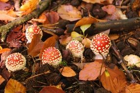 five round toadstools among autumn foliage