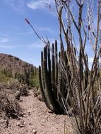 prickly cacti in desert, usa, arizona