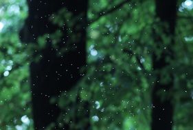 Mosquitoes in the forest