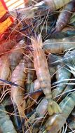 raw shrimps pile