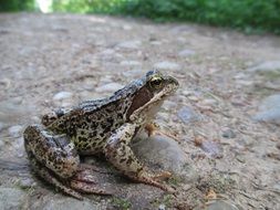 sitting frog on a ground in nature