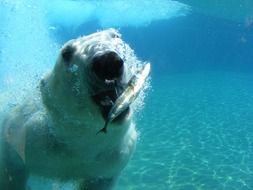 extraordinarily beautiful polar bear