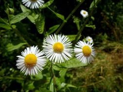 three daisies with pointed petals close-up