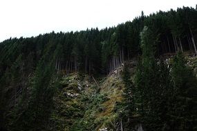 dark green forest on the mountainside