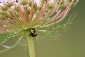Spider on the plant
