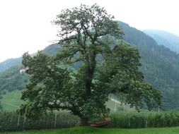 lone huge tree on a background of mountain