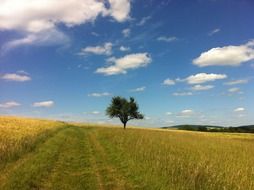 lonely tree on a field with yellow flowers