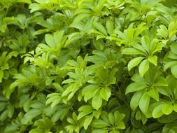 shrub with light green foliage
